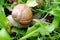 Grape snail close-up among the grass