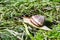 A grape snail crawls on the grass