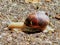 Grape snail crawls on the ground after rain