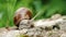 Grape snail creeping along big stone