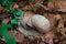 Grape snail feeding up with green leaf in undergrowth forest