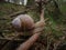 Grape snail, forest.