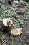 Grape snail on the ground and a wooden stump. Slow snail with a shell.