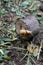 Grape snail on the ground and a wooden stump. Slow snail with a shell.