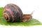 Grape snail (Helix pomatia)