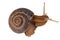Grape snail (Helix pomatia)