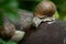 Grape snail helix pomatia on the rusted metal pipe after rain