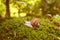 Grape snail in the moss in the forest glade