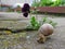 Grape snail and pansy lat. Viola wittrokiana on a concrete sidewalk