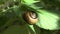 Grape snail sits on a leaf and eats it
