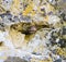 Grape snails in crevices Devitakskoy cave, Bulgaria