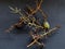 Grape stems after an Eaten bunch of grapes. The remaining stems in a dark background