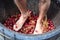 Grape stomping. Hunter Valley. New South Wales. Australia