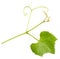 Grape tendril with leaf isolated on the white background
