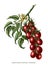 Grape tomato branch botanical vintage engraving illustration clip art isolated on white background