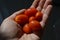 Grape tomatoes in a hand