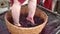 Grape-treading or grape-stomping in traditional winemaking. Grapes are trampled in basket by barefoot woman to release