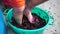Grape-treading or grape-stomping in traditional winemaking. Senior farmer separates grapes from a bunch in traditional