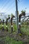 Grape tree pruning. Pruned and trimmed for growth to harvest. View on bare winter vineyard after pruning.