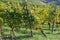 Grape trees growing in the vineyard
