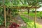 A grape trellis in the garden located on the grounds of the Gonzalez Alvarez House in Historic St. Augustine, Florida