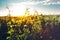 Grape Valley In Soft Sunset Light, Growing Vineyard, Picturesque Rural Landscape