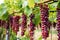 grape variety identification tags on trellis