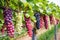 grape variety identification tags on trellis