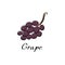 Grape vector cartoon flat illustration. Vine bunch. Fresh berry fruit and vegetable logo