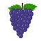 Grape vector.Fresh grape illustration.