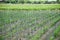 grape vine growing in Vineyards planting farm agriculture