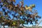 Grape vine with hanging grapes and yellow leaves turning brown in autumn