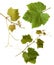 Grape-vine leaves - isolated