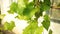 Grape vine leaves in soft evening sunlight. Closeup shot.