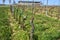 Grape vine lines in vinery in the begining of spring, Moravia