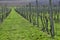 Grape vine lines in vinery in the begining of spring, Moravia.