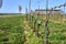 Grape vine lines in vinery in the begining of spring, Moravia.