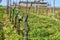 Grape vine lines in vinery in the begining of spring, Moravia.