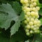 Grape on the vine. New harvest season. Powdery mildew on the leaves