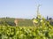 Grape Vine over the Vineyard Hills