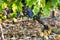 Grape of vine into vineyards of Beaujolais