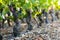 Grape of vine into vineyards of Beaujolais