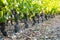 Grape of vine into vineyards of Beaujolais