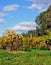 Grape vines at Autumn in winery vineyard