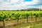 Grape vines in Barossa