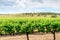 Grape vines in Barossa