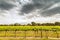 Grape vines in Barossa