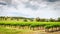 Grape vines in Barossa Valley