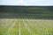 Grape vines being prepared for growing in Australia with farming tractor, clouds, shadows and sky in the background.