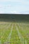 Grape vines being prepared for growing in Australia with farming tractor, clouds, shadows and sky in the background.